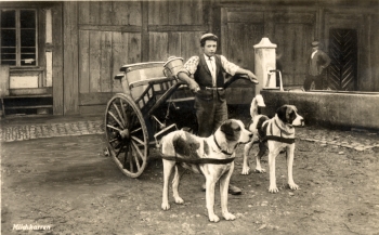 Käsereihunde
