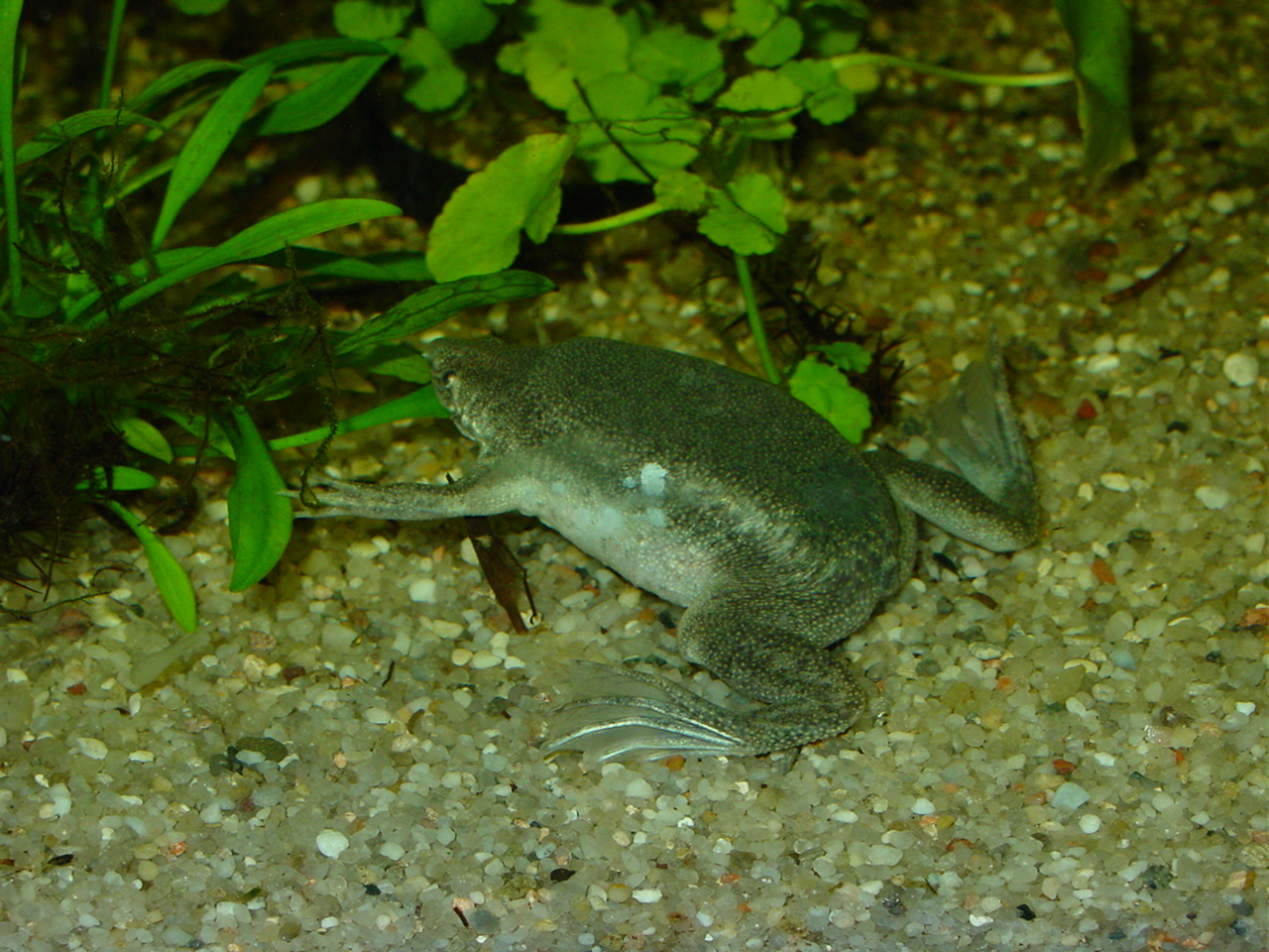 female with embedded eggs inbackpack