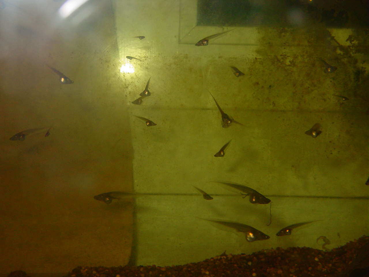 Parva Tadpoles